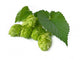 Hops Wall Decal