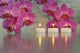 Candles with Orchids Wall Decal