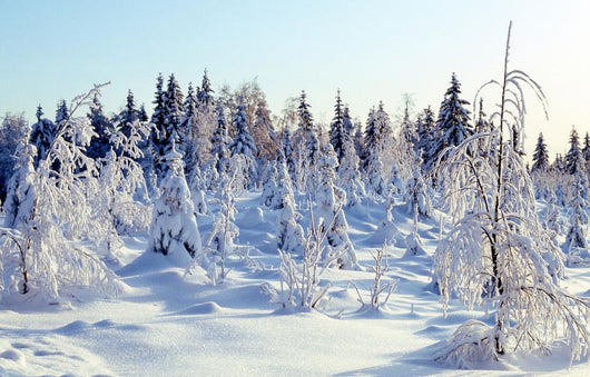 Winter Wall Decal
