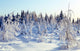 Winter Wall Decal