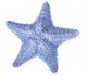 Light Blue Starfish White Wall Decal