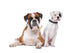 Brown Boxer Dog and White Puppy Wall Decal