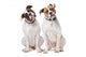 Two American Bulldogs Wall Decal