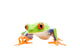 Frog Walking Closeup White Wall Decal
