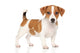 Jack Russell Puppy White Wall Decal