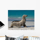 Sea Lion Beach Sitting Wall Decal