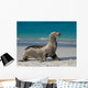 Sea Lion Beach Sitting Wall Decal