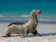 Sea Lion Beach Sitting Wall Decal