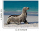 Sea Lion Beach Sitting Wall Decal