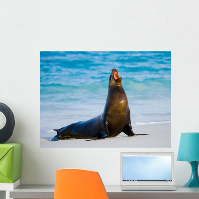 Sea Lion Beach Sitting Wall Decal shown on a wall