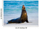 Sea Lion Beach Sitting Wall Decal