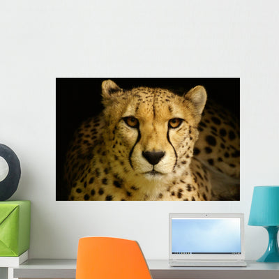 Cheetah Acinonyx Jubatus Wall Decal shown on a wall