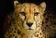 Cheetah Acinonyx Jubatus Wall Decal