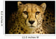 Cheetah Acinonyx Jubatus Wall Decal
