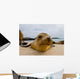 Portrait Sea Lion Lying Wall Decal