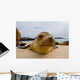 Portrait Sea Lion Lying Wall Decal
