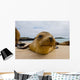 Portrait Sea Lion Lying Wall Decal