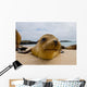 Portrait Sea Lion Lying Wall Decal