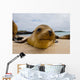 Portrait Sea Lion Lying Wall Decal