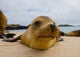 Portrait Sea Lion Lying Wall Decal