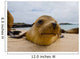 Portrait Sea Lion Lying Wall Decal