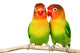 Pair Lovebirds Agapornis-fischeri White Wall Decal