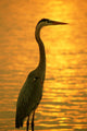 Blue Heron Sunset Wall Decal