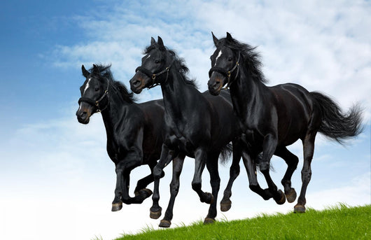 Three Black Horses Gallops Wall Decal