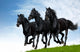 Three Black Horses Gallops Wall Decal