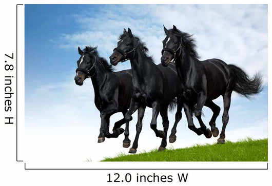 Three Black Horses Gallops Wall Decal