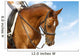 Dressage Equestrian Sport Wall Decal Design 1