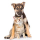 Crossbreed and Small Tabby Wall Decal