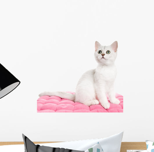 Beautiful British Kitten Sitting Wall Decal