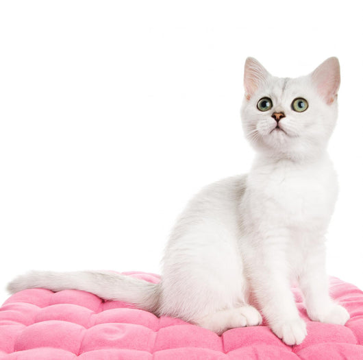 Beautiful British Kitten Sitting Wall Decal