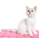 Beautiful British Kitten Sitting Wall Decal