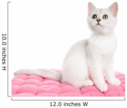 Beautiful British Kitten Sitting Wall Decal