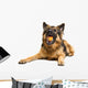 German Shepherd Chewing Orange Wall Decal