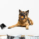 German Shepherd Chewing Orange Wall Decal