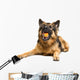 German Shepherd Chewing Orange Wall Decal