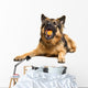 German Shepherd Chewing Orange Wall Decal