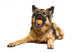 German Shepherd Chewing Orange Wall Decal