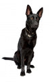 Black Short Haired Shepherd Wall Decal