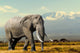 Elephant Wall Decal