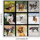 Images with Domestic Dogs Wall Decal