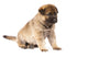 Sitting Sheepdog Puppy Wall Decal