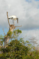 Endangered Florida Wood Stork Wall Decal