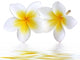 Fleurs Frangipaniers Wall Decal