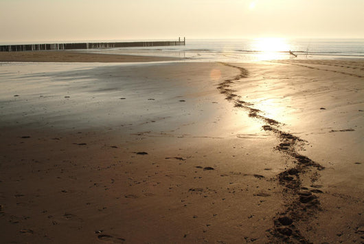 Prints from Horse Beach Wall Decal