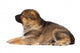 Sheepdog Puppy Wall Decal