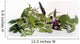 Catnip Red Basil Lemon Wall Decal